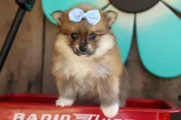 Flossie, a female Pomeranian for sale in Fresno, OH – 6 of 10