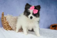 Estella🎀, a female Pomeranian for sale in Fresno, OH – 7 of 9