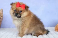 Fabio, a male Pomeranian for sale in Fresno, OH – 2 of 9