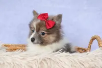 Everest🐾, a male Pomeranian for sale in Fresno, OH – 3 of 9