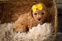 Jimbo🦴  , a male Poodle - Miniature  for sale in Fresno, OH – 4 of 10