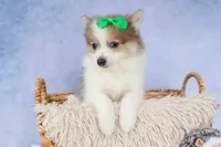 Ernie🐾, a male Pomeranian for sale in Fresno, OH – 7 of 8