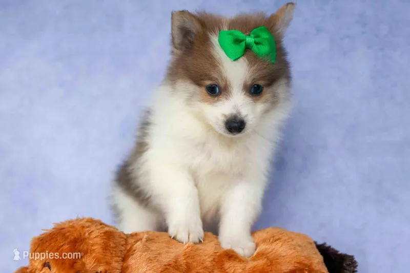 Ernie🐾 – Pomeranian puppy for sale in Fresno, OH