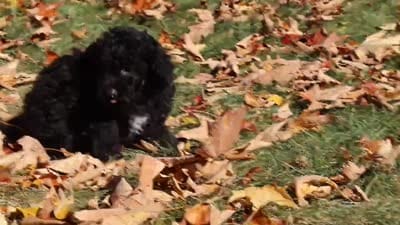 Ringo 🐶, a male Poodle - Miniature  for sale in Fresno, OH – 7 of 7