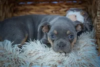 Pippa✨, a female Frenchton for sale in Fresno, OH – 6 of 10