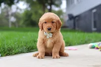 Ezekiel 🐶, a male Golden Retriever for sale in Fresno, OH – 3 of 8
