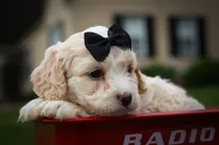 Houston🐶, a female Cavachon for sale in Fresno, OH – 9 of 10