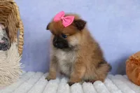 Freya, a female Pomeranian for sale in Fresno, OH – 8 of 10