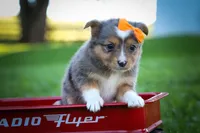 Gracie Lou🎀, a female Miniature Aussiedoodle for sale in Fresno, OH – 5 of 10