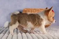  Conner🐶, a male Pembroke Welsh Corgi for sale in Fresno, OH – 3 of 8