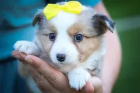Gabby🎀, a female Miniature Aussiedoodle for sale in Fresno, OH – 8 of 10