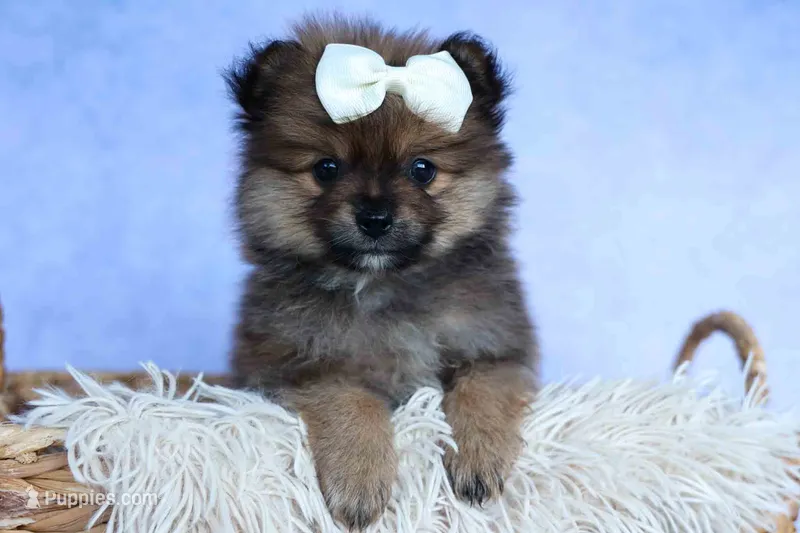 Flynn – Pomeranian puppy for sale in Fresno, OH