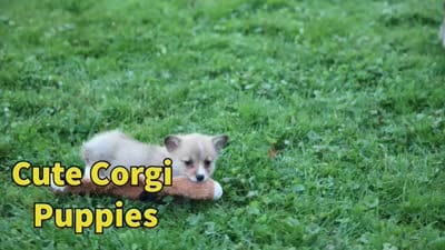 Scotty🐾, a male Pembroke Welsh Corgi for sale in Fresno, OH – 10 of 10