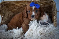 Kyle 🐾, a male Cavapoo for sale in Fresno, OH – 1 of 10