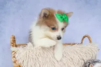 Ernie🐾, a male Pomeranian for sale in Fresno, OH – 4 of 8