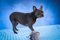 Paris🎀, a female Frenchton for sale in Fresno, OH – 9 of 10