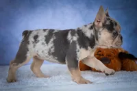 Tinsley💗, a female French Bulldog for sale in Fresno, OH – 8 of 10