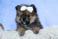 Flynn, a male Pomeranian for sale in Fresno, OH – 6 of 10