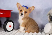  Charlie🐾, a male Pembroke Welsh Corgi for sale in Fresno, OH – 4 of 9