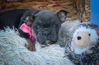 Paris🎀, a female Frenchton for sale in Fresno, OH – 6 of 10