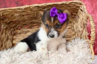 Abby💖, a female Pembroke Welsh Corgi for sale in Fresno, OH – 5 of 10