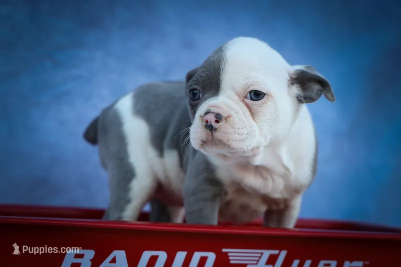  Penelope🐾 – Frenchton puppy for sale in Fresno, OH