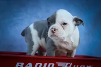  Penelope🐾, a female Frenchton for sale in Fresno, OH – 1 of 10