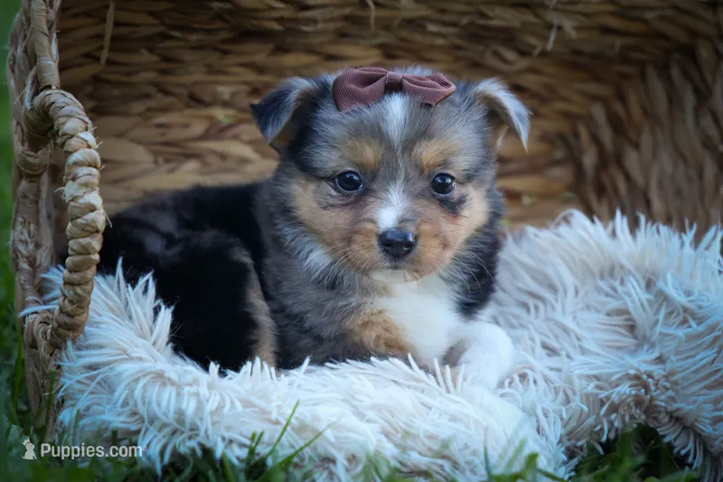 Garret✨ – Miniature Aussiedoodle puppy for sale in Fresno, OH