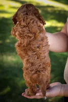 Kristina💗, a female Cavapoo for sale in Fresno, OH – 8 of 9