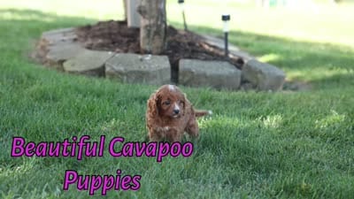 Kyle 🐾, a male Cavapoo for sale in Fresno, OH – 8 of 10