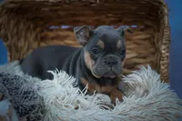 Peaches 🍑 — A Charming F2 Frenchton Puppy!, a female Frenchton for sale in Fresno, OH – 7 of 10