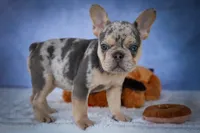 Tinsley💗, a female French Bulldog for sale in Fresno, OH – 4 of 10