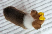 Ariel 🥰, a female Pembroke Welsh Corgi for sale in Fresno, OH – 4 of 10