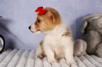  Conner🐶, a male Pembroke Welsh Corgi for sale in Fresno, OH – 6 of 8