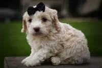 Houston🐶, a female Cavachon for sale in Fresno, OH – 3 of 10