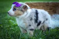 Gloria💗, a female Miniature Aussiedoodle for sale in Fresno, OH – 10 of 10