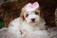 Hailey🎀, a female Cavachon for sale in Fresno, OH – 7 of 10