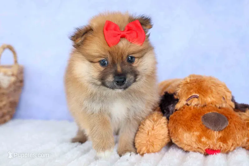 Fabio – Pomeranian puppy for sale in Fresno, OH