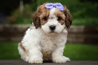 Hallie💗, a female Cavachon for sale in Fresno, OH – 3 of 10