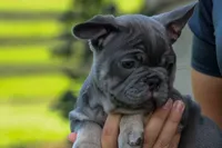  Mickey🐾, a male French Bulldog for sale in Fresno, OH – 4 of 9