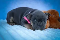 Paris🎀, a female Frenchton for sale in Fresno, OH – 7 of 10