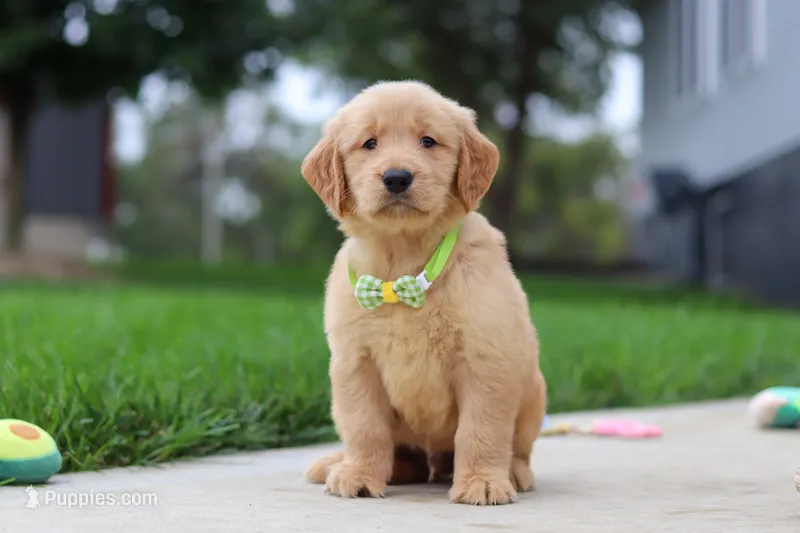 Edison 🐾 – Golden Retriever puppy for sale in Fresno, OH