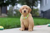Edison 🐾, a male Golden Retriever for sale in Fresno, OH – 1 of 9