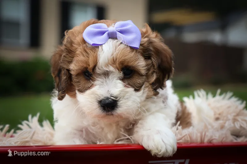 Hallie💗 – Cavachon puppy for sale in Fresno, OH