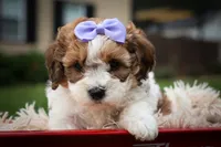 Hallie💗, a female Cavachon for sale in Fresno, OH – 1 of 10