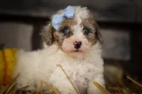 Juno 🐾, a male Poodle - Miniature  for sale in Fresno, OH – 6 of 10