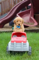 Eclipse, a male Golden Retriever for sale in Fresno, OH – 8 of 9