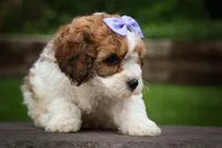 Hallie💗, a female Cavachon for sale in Fresno, OH – 6 of 10