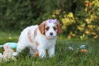 Ingrid 💖, a female Cavapoo for sale in Fresno, OH – 5 of 6