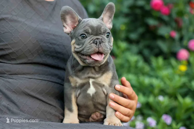  Mateo🐾🐶 – French Bulldog puppy for sale in Fresno, OH